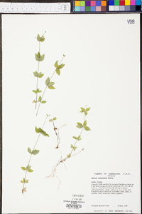 Galium circaezans image