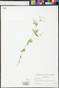 Galium circaezans image