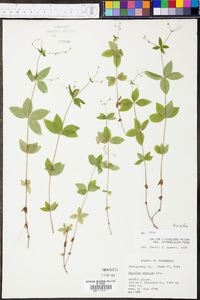 Galium circaezans image