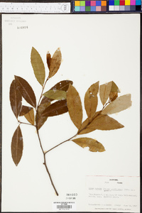 Prunus caroliniana image