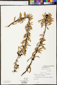 Prunus angustifolia image