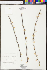 Prunus angustifolia image