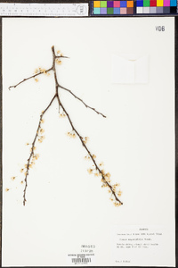 Prunus angustifolia image