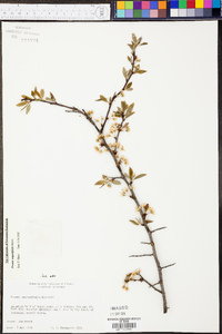 Prunus angustifolia image