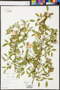 Rosa canina image