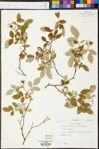 Rosa canina image