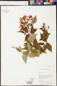 Rosa setigera image