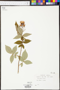 Rosa setigera image