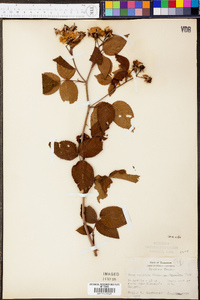 Rosa setigera image