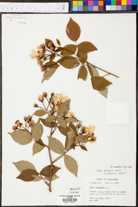 Rosa setigera image