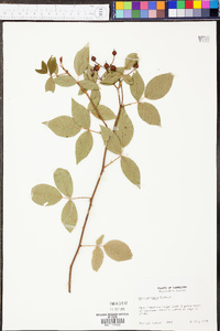 Rosa setigera image