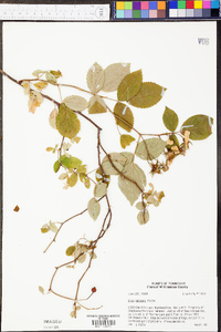 Rosa setigera image