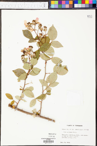 Rosa setigera image