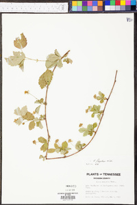 Rubus flagellaris image