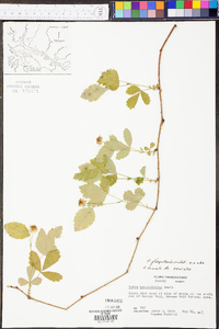 Rubus flagellaris image