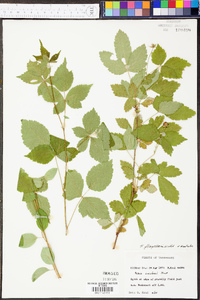 Rubus flagellaris image