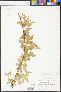 Rubus flagellaris image