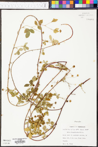 Rubus flagellaris image