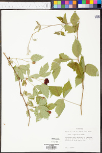 Rubus flagellaris image