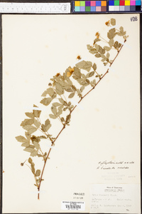 Rubus flagellaris image