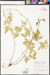 Rubus flagellaris image