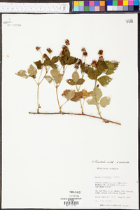 Rubus flagellaris image