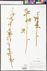 Rubus flagellaris image