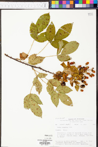 Rubus argutus image