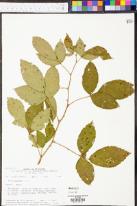 Rubus argutus image