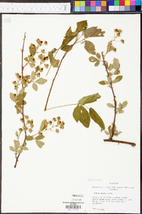 Rubus argutus image