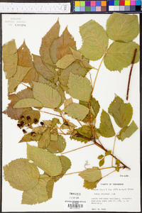 Rubus argutus image