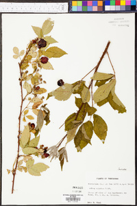 Rubus argutus image