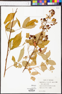 Rubus argutus image