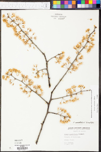 Prunus umbellata image