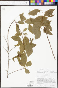 Prunus umbellata image