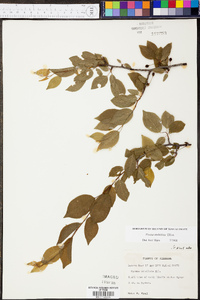 Prunus umbellata image