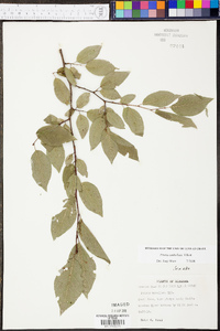 Prunus umbellata image