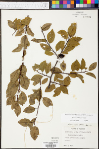 Prunus umbellata image