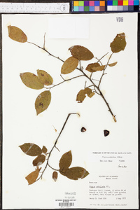 Prunus umbellata image