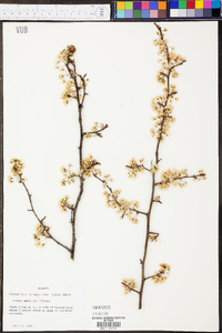 Prunus umbellata image