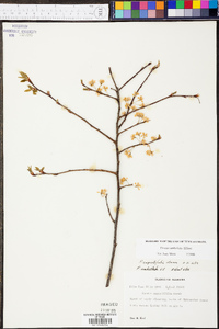 Prunus umbellata image