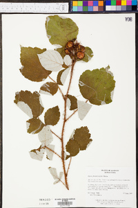 Rubus phoenicolasius image