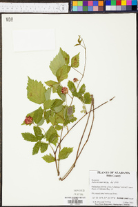 Rubus trivialis image