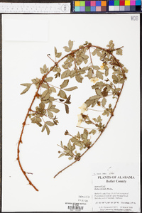 Rubus trivialis image