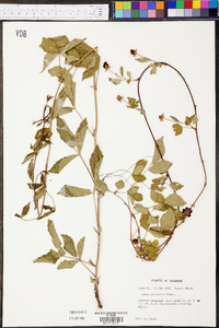 Rubus trivialis image