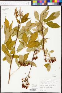 Rubus argutus image