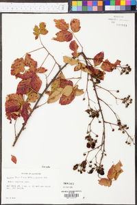 Rubus argutus image