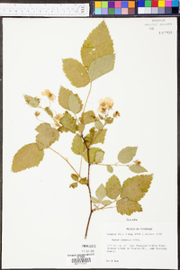 Rubus argutus image