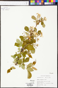 Rubus argutus image