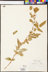 Rubus argutus image